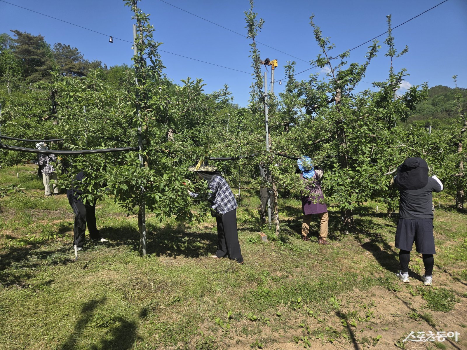 전라남도 전략산업국이 8일 오산면 봉동리 일원에서 추진한 농촌일손돕기 현장을 찾아 참여자들을 격려하고 농가 지원 활동을 독려했다. 사진제공=곡성군