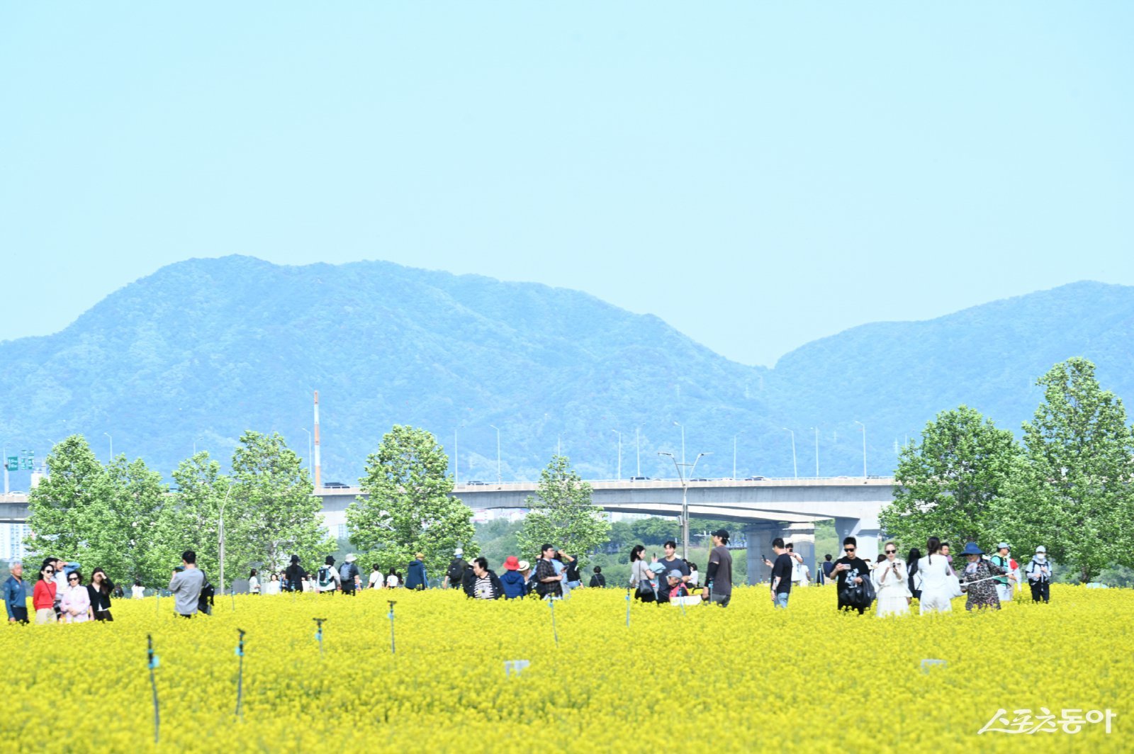  한강공원 ‘2026 구리 유채꽃 축제’