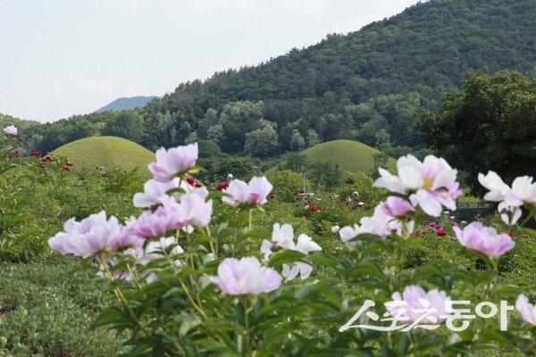 경주 서악동 왕릉 일대에 붉은색과 분홍색, 흰색 계열의 작약이 장관을 연출하고 있다. 사진제공 ㅣ 경주시