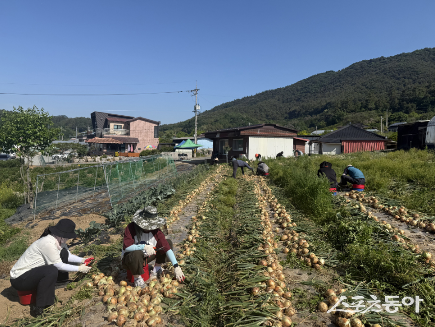 함평군은 18일 농업기술센터 직원 30여 명이 대동면 금덕리 양파 재배 농가를 찾아 수확 작업을 도왔다고 밝혔다. 사진제공=함평군