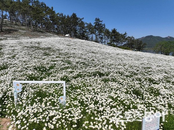 신안군 장산도에서 열린 ‘2026 섬 샤스타데이지 축제’가 전국 관광객들의 관심 속에 성황리에 막을 내렸다. 사진제공=신안군
