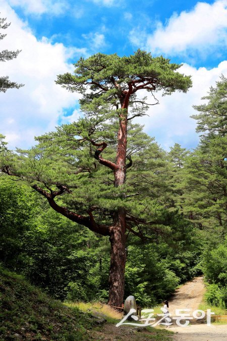 곧게 뻗은 금강송 사이로 들어서면 공기부터 달라진다. 사진제공 ㅣ 울진군