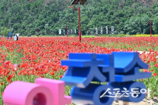 청송군의 대표 관광지 ‘산소카페 청송정원’. 사진제공 ㅣ 청송군