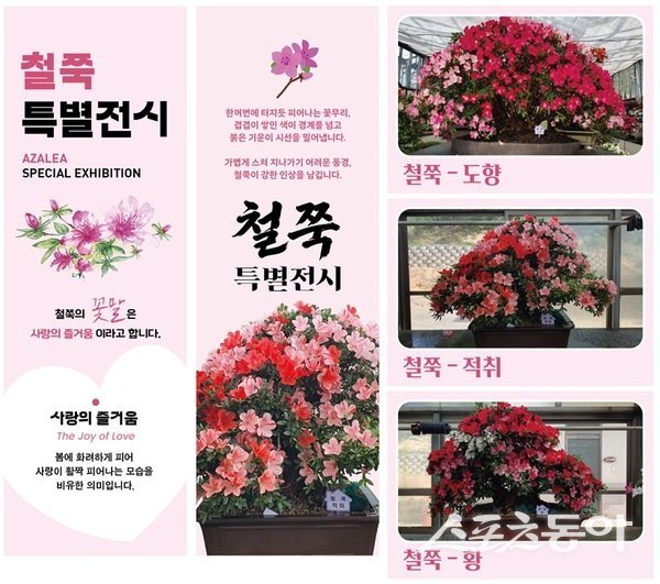 신안군이 봄꽃의 아름다움을 담은 ‘철쭉분재 특별전시’를 열고 관광객 맞이에 나선다. 사진제공=신안군