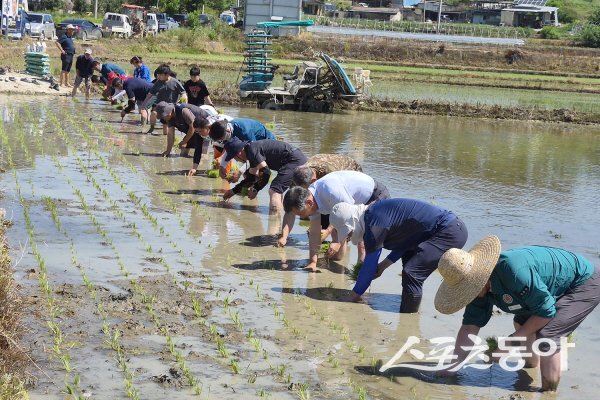 예천군농민회가 ‘풍년 기원 및 통일 염원 손모내기 행사’를 하고 있다. 사진제공 ㅣ 예천군