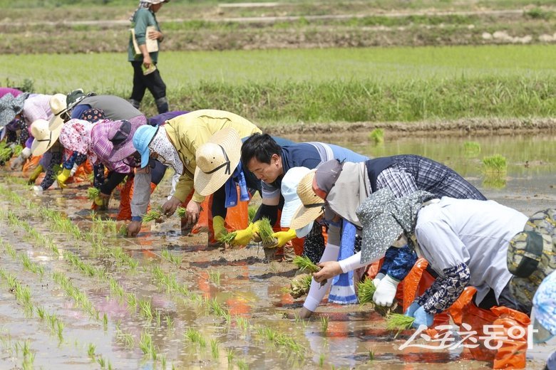 영암군은 지난 1일 학산면 용소리 일원에서 지역 주민과 학생, 농업 관계자들이 함께 참여한 가운데 전통 방식의 손모내기 체험 행사를 개최했다고 밝혔다. 사진제공=영암군