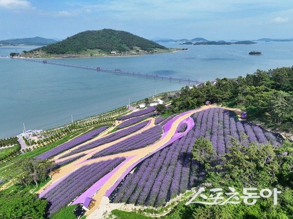 군은 6월 중순부터 9월 중순까지 약 3개월간 반월도 일원에 조성된 버들마편초 정원을 배경으로 온·오프라인 홍보 축제를 개최한다고 밝혔다. 사진제공=신안군
