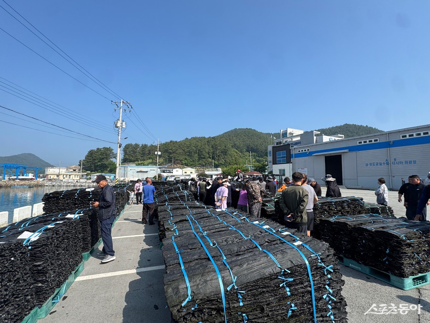 완도군이 올해산 건다시마 첫 위판을 시작하며 본격적인 출하 시즌에 돌입했다. 사진제공=완도군