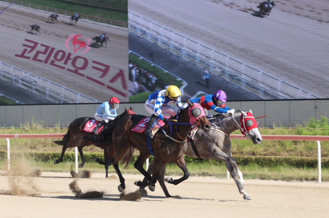 국산 3세 암말 최강은… 14일 ‘경기도지사배’ 개최