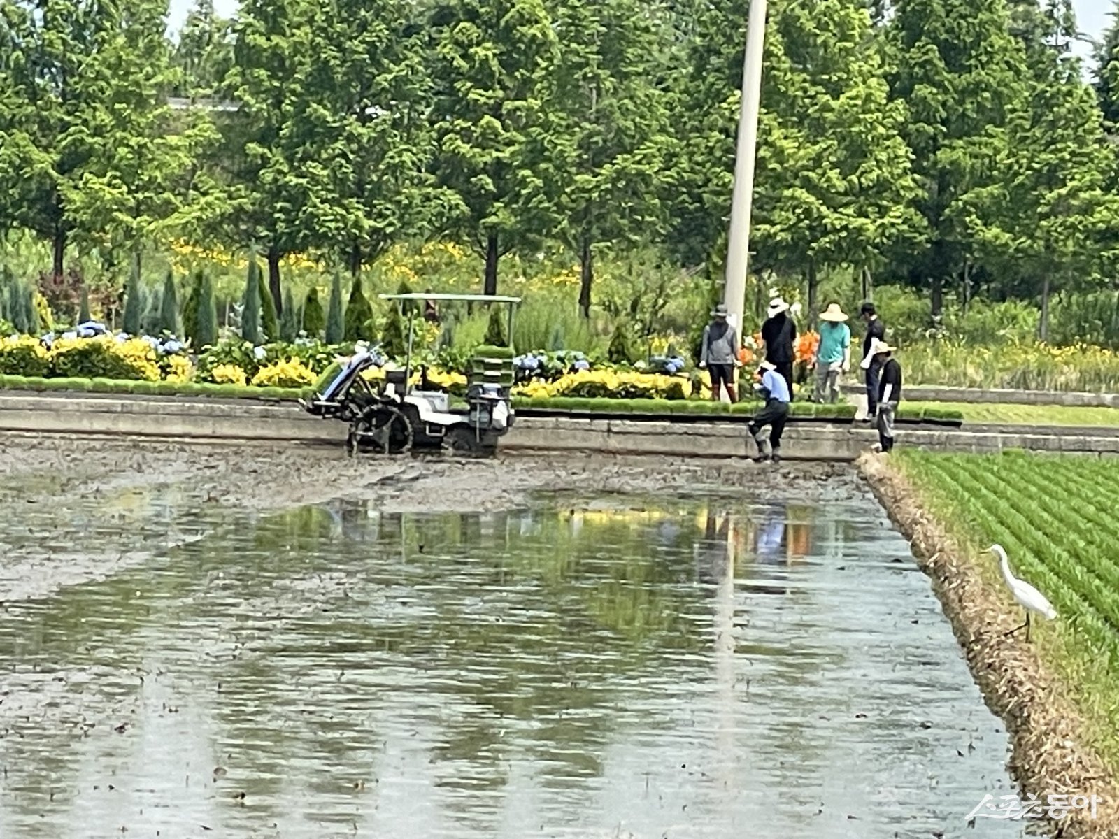 순천시 도로과 직원들이 9일 순천시 농촌지역에서 모내기 대민봉사활동을 펼치고 있다. 사진=박기현 기자