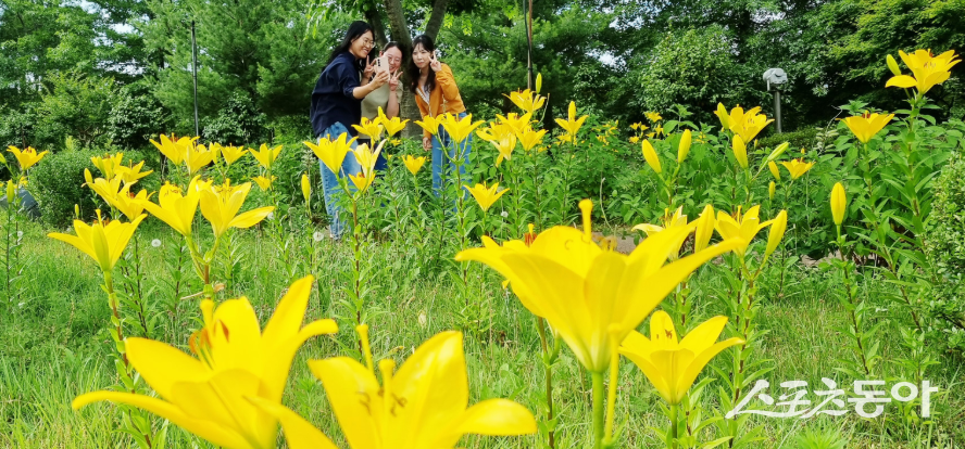 함평군은 함평엑스포공원 주제영상관 입구 동산 일원에 노랑나리가 만개해 공원을 찾는 관람객들의 발길을 사로잡고 있다고 밝혔다. 사진제공=함평군