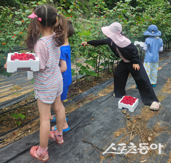 영양군을 방문한 가족단위 관광객들이 영양 청기면 산딸기 수확 체험을 하고 있다. 사진제공 ㅣ 영양군