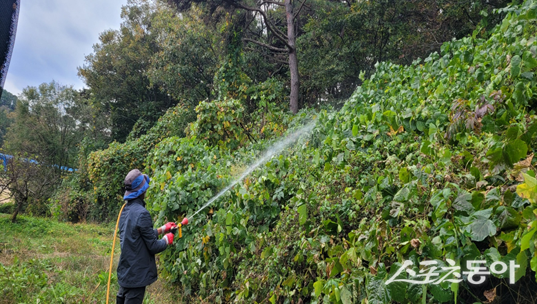 영암군은 7월 한 달 동안 군 전역 450ha를 대상으로 칡덩굴 집중 관리에 나서 산림자원 보호와 도로 이용자의 안전 확보에 힘쓸 계획이라고 밝혔다. 사진제공=영암군