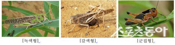 고흥군 "괴물 메뚜기 떼 습격에 비상" 긴급 공동방제 실시 - 뉴스 썸네일 이미지