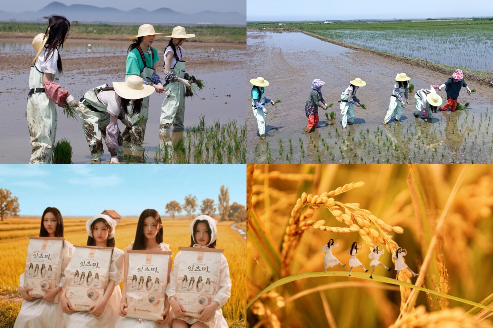쌀 포대 든 아일릿, 도시 움직인 리센느…공공 홍보 공식이 바뀌었다