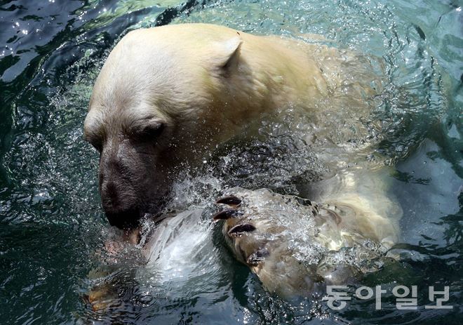 얼음 생선먹는 북극곰 전국적으로 폭염이 지속된 11일 경기 용인시 에버랜드 동물원의 북금곰이 사육사가 만든 생선이 들어간 얼음을 깨 먹고 있다.   동아일보 최혁중 기자