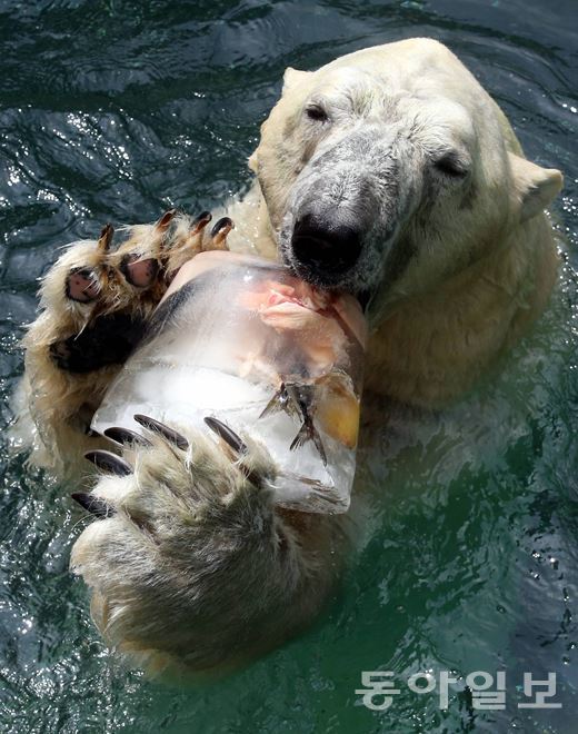 얼음 생선먹는 북극곰 전국적으로 폭염이 지속된 11일 경기 용인시 에버랜드 동물원의 북금곰이 사육사가 만든 생선이 들어간 얼음을 깨 먹고 있다.  동아일보 최혁중 기자