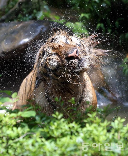 맹수도 더워~ 전국적으로 폭염이 지속된 11일 경기 용인시 에버랜드 동물원의 호랑이가 날이 더운지 물속에 들어가 물놀이를 하고 있다.  동아일보 최혁중 기자