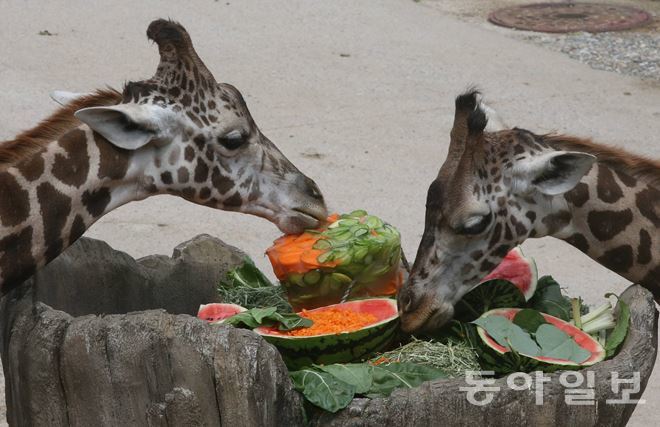 얼음과자 먹는 기린 전국적으로 폭염이 지속된 11일 경기 용인시 에버랜드 사파리에서 기린들이 사육사들이 준비한 야채가 들어간 얼음을 먹고 있다.  동아일보 최혁중 기자