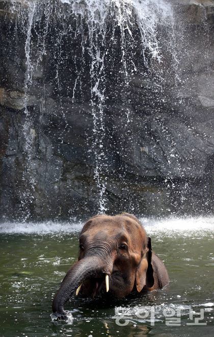 물놀이 즐기는 코끼리 전국적으로 폭염이 지속된 11일 경기 용인시 에버랜드 제2사파리 로스트월드의 한 코끼리가 물놀이를 즐기고 있다.  동아일보 최혁중 기자