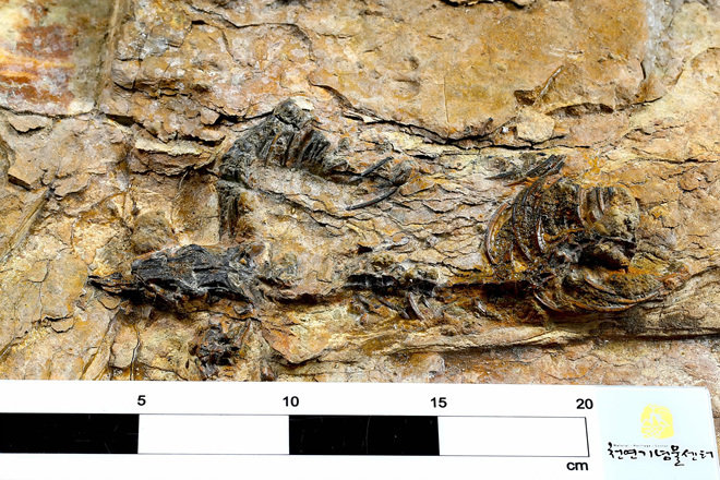 경남 하동군 금성면 중생대 백악기 지층에서 발견된 수각류 공룡 화석. 수각류는 두 다리로 걷는 육식 공룡이다. 국내에서 육식 공룡 화석이 두개골을 포함해 온전한 골격으로 발견된 건 처음이다. (사진= 문화재청 제공)