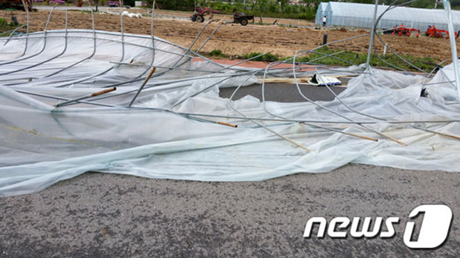 강원도 전역에 강풍특보가 내려진 4일 오전 강원도 양구군의 한 농가 비닐하우스가 강풍에 날아가 도로를 덮쳤다. 다행히 인명피해는 없었다. (사진= 뉴스1)