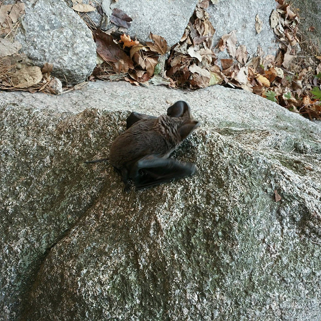 큰귀박쥐 (사진= 국립공원관리공단 제공)